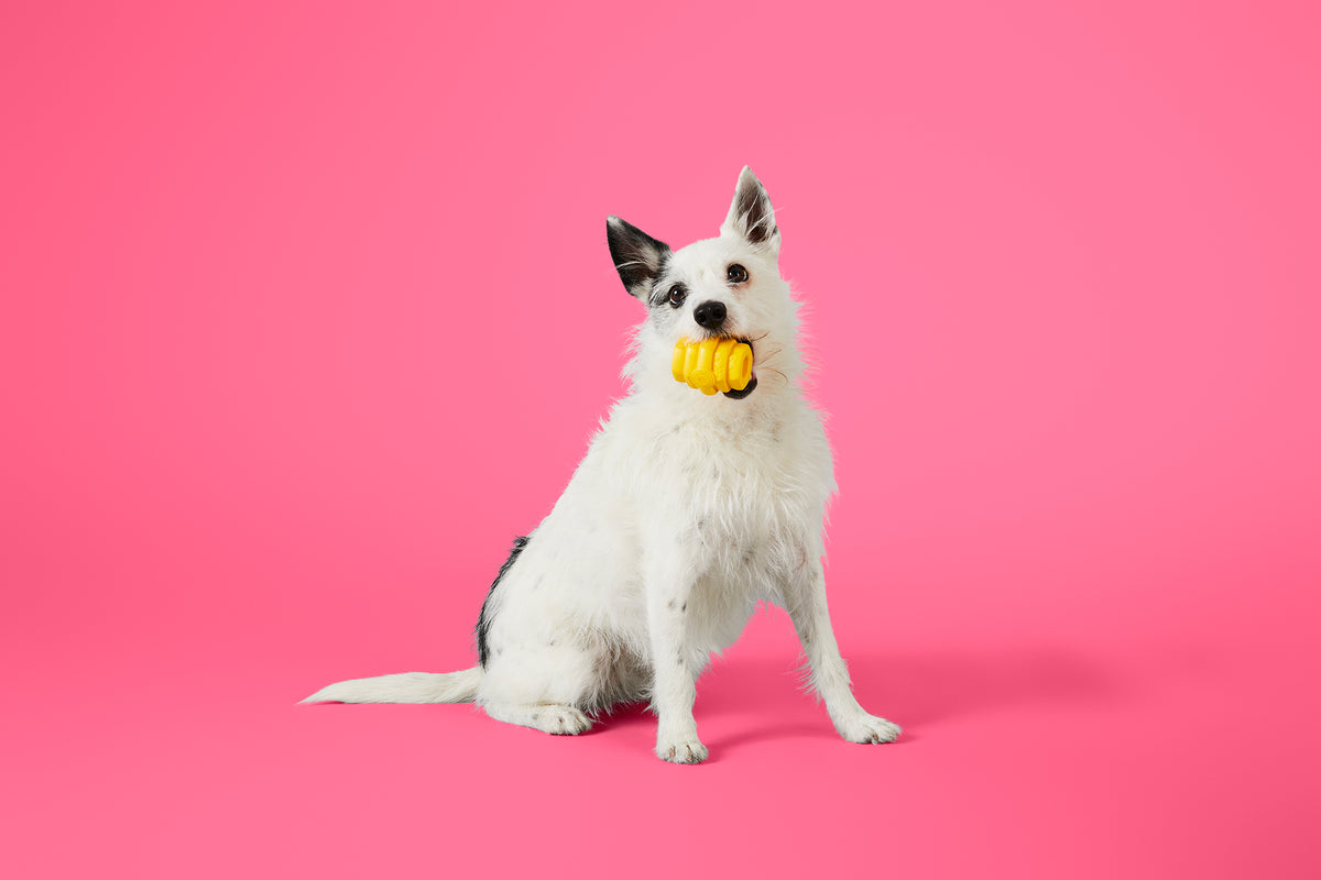 Project Hive Pet Company