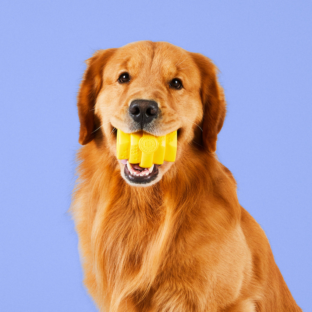 Hive Chew Toy for Large Dogs in mouth of dog