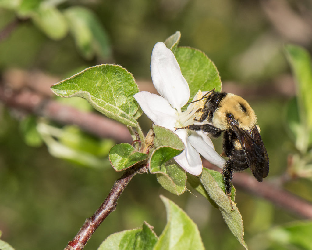 bumblebee on Zestar apple flower