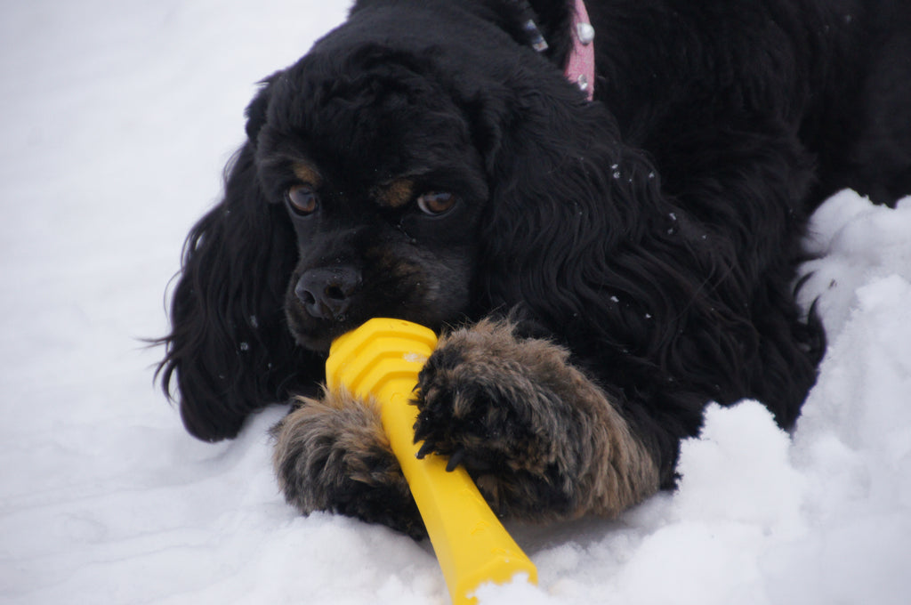 Dog Safety in the Snow: What You Need to Know