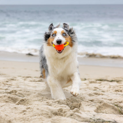 Battle of the Dog Ball Toys: Which is best for fetch?