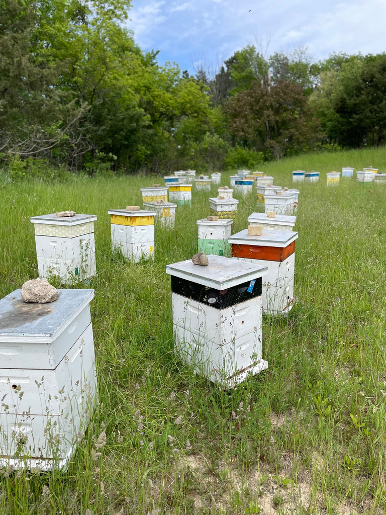How do Honey Bees Survive in Winter?
