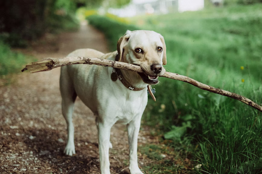 Why Do Dogs Like Sticks?