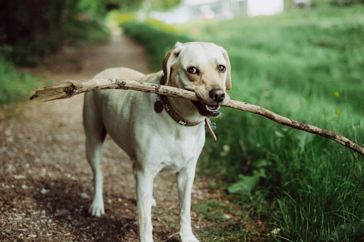 What do dogs shops like