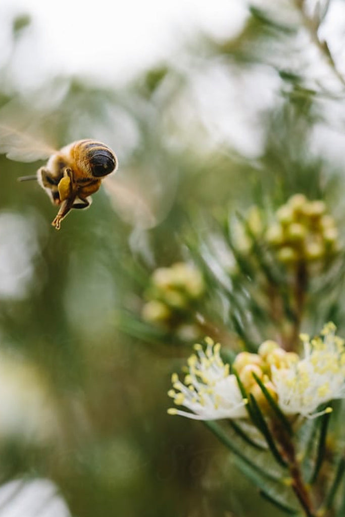 How Trust for Public Land Helps Save the Bees