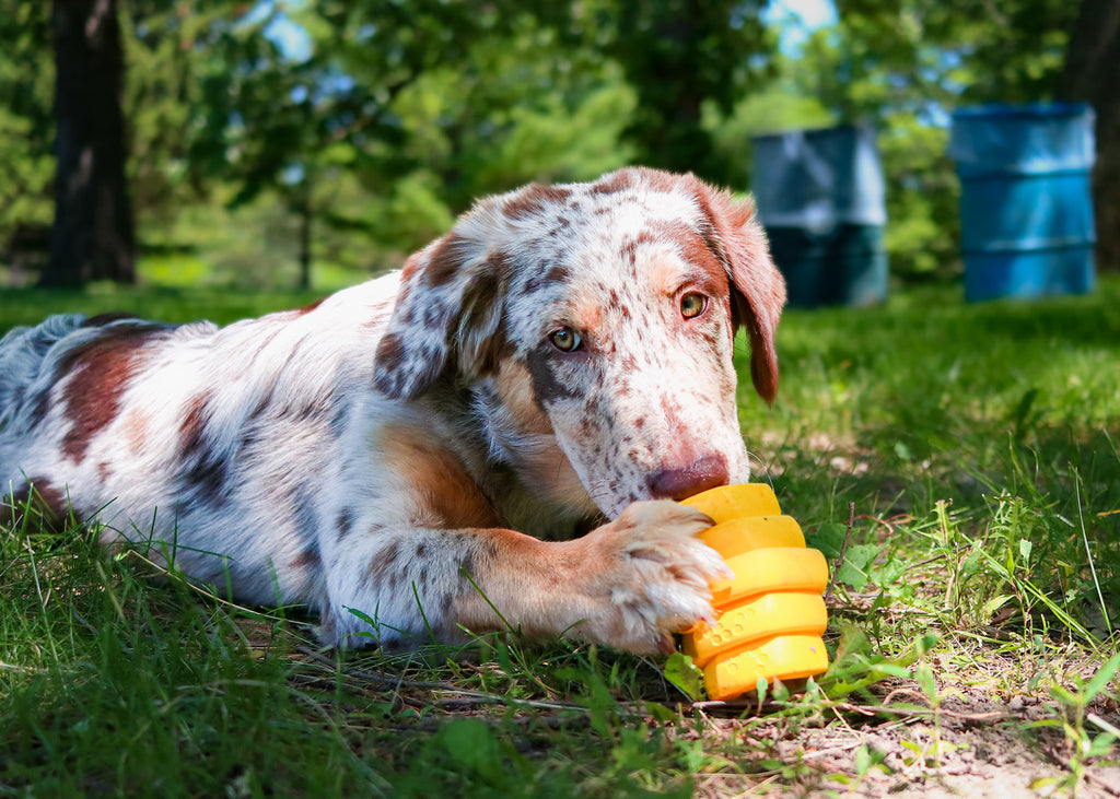 Chewing Material What’s the Best Chew Toy Material for Dogs? – Project Hive Pet Company LLC