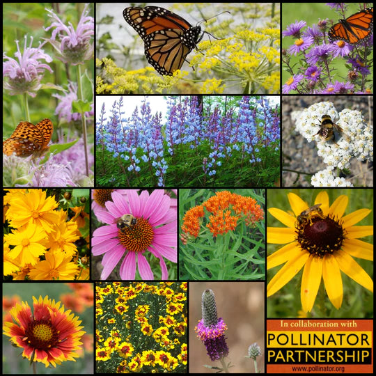 Saving Bees Through Education and Advocacy: Pollinator Partnership