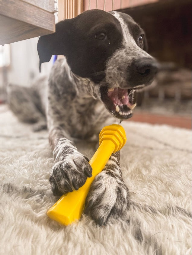 How to Clean and Disinfect Your Dog’s Toys
