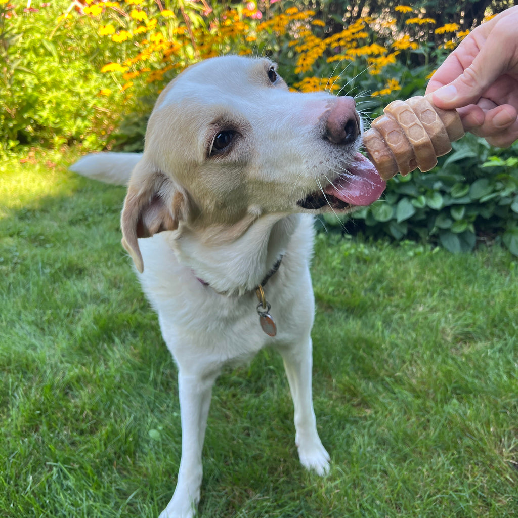 dog eating hive chew treat