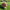 Dog playing with a yellow hive toy with hive chew stick inside on a grassy field with flowers in the background