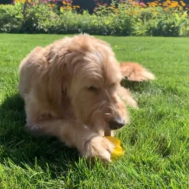 Dog playing with a yellow hive toy with hive chew stick inside on a grassy field with flowers in the background