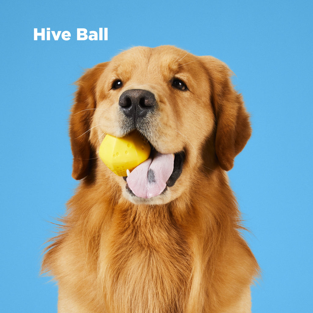 Golden Retriever with Dog Ball