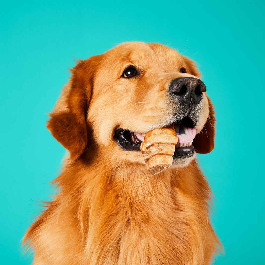 Large Dog Breed Treat in mouth