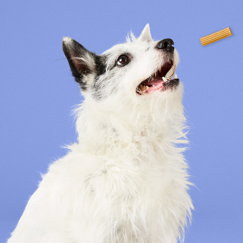 Dental stick for small dogs