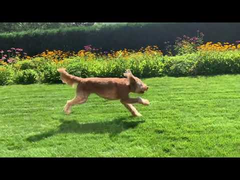 Dog Fetch Toys | Hive Fetch Stick