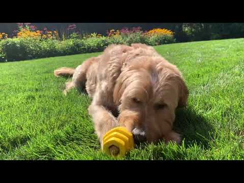 Large Dog playing with Chew Toy