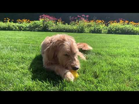 Dog Playing with Interactive Dog Toys Video